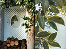 latticegarden1.jpg
