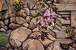 ringorocksdetail2.jpg
