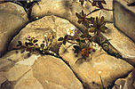 ringorocksdetail4.jpg