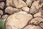 ringorocksdetail6.jpg